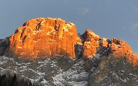 Piccola Stella Alpina